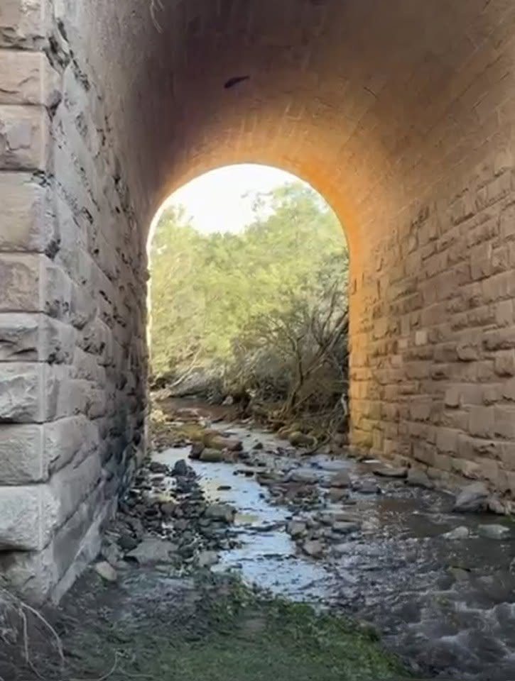Aloe and indigenous plants in the Thomas River area